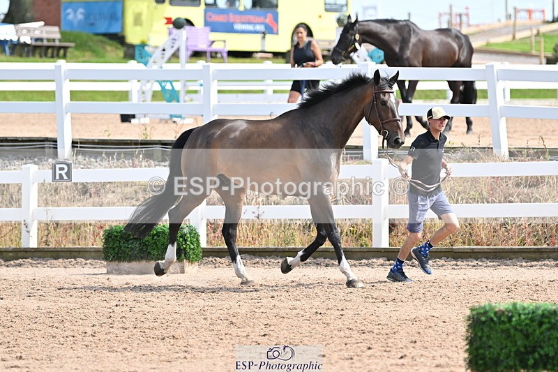 240717A-155401-03157 - Trot Up 3pm to 4pm