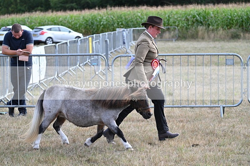 WJ7_8289 - In-hand Championship