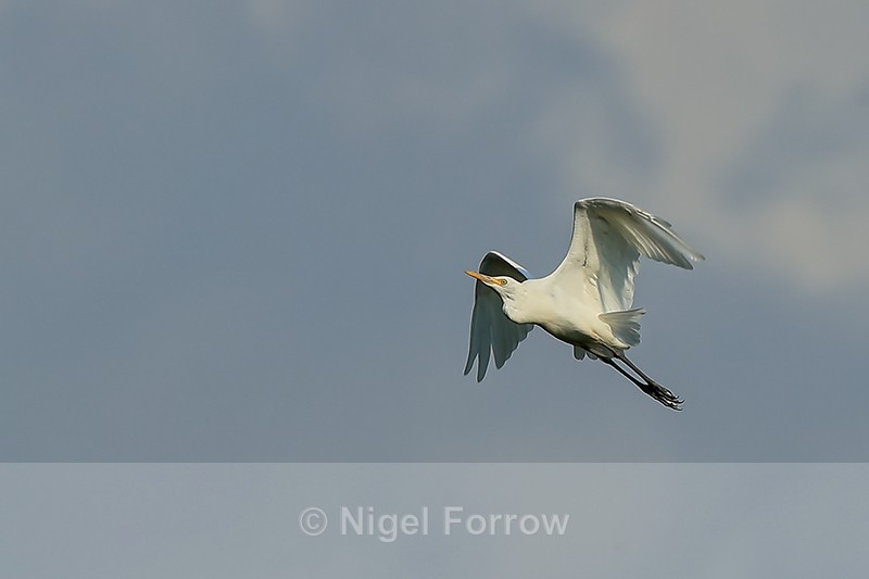 Cattle Egret flying upwards, Gao Giong, Vietnam - Cattle Egret