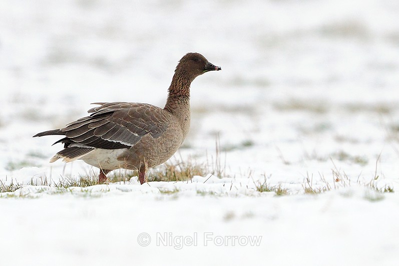 Pink-footed Goose in a snowy field at Holme Marshes - Pink-footed Goose