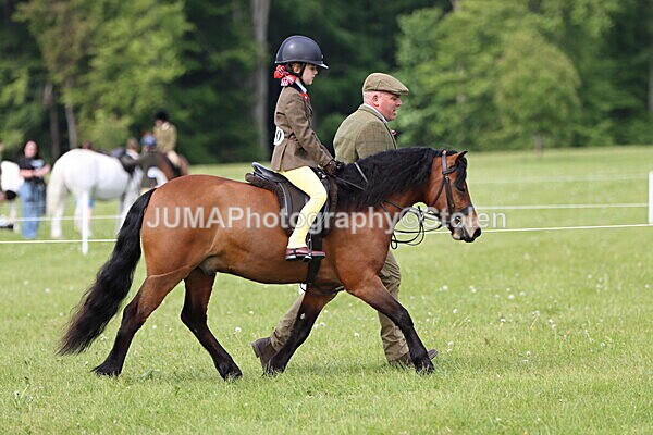 IMG_2316 - Working Hunter