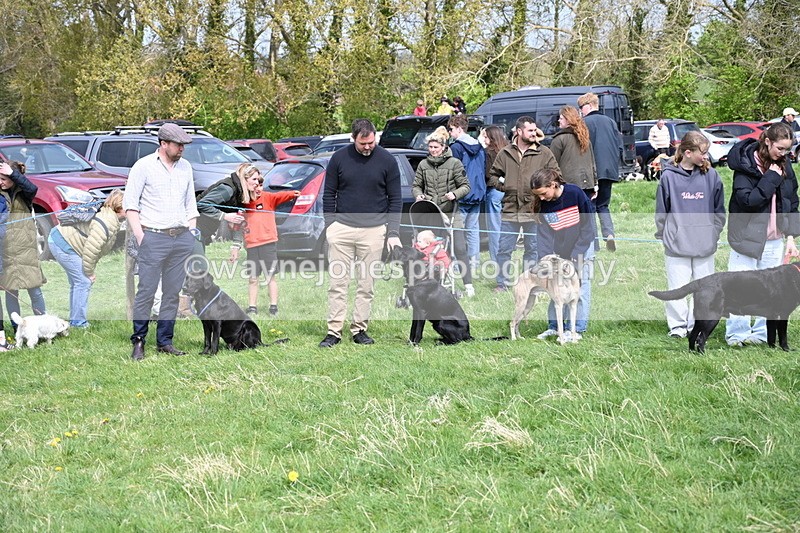 WJ6_8701 - Class 8 Best Working / Gun Dog or Bitch