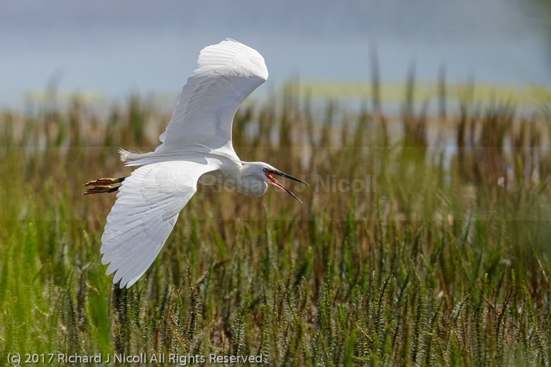 Little Egret (Egretta garzetta) calling - Little Egret (Egretta garzetta)