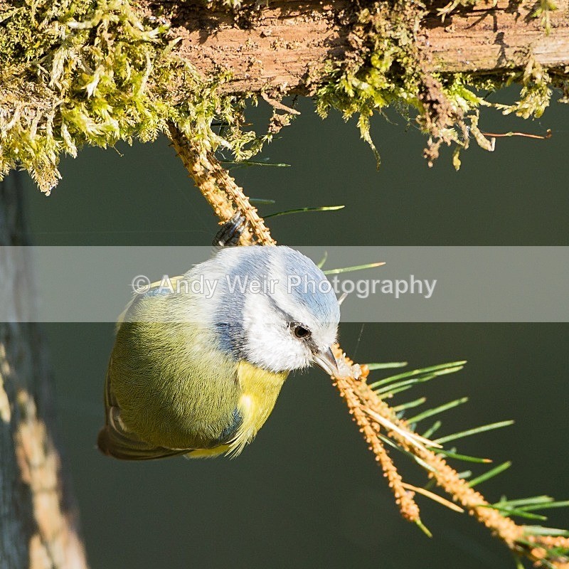 20121021-_MG_1050 - Blue Tit