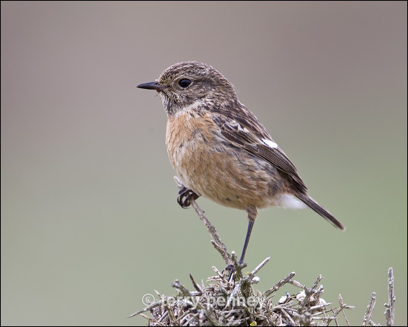 Bird Stonechat - female (Saxicola torquata) - Birds