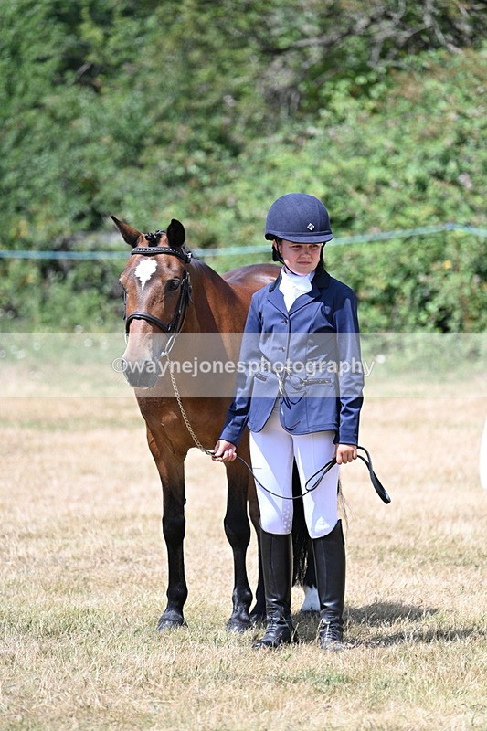 WJ7_2175 - Class 5 Most Handsome Gelding (up to 14.2hh) in hand