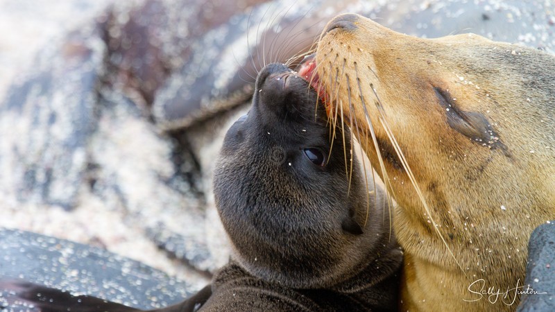 Sealion Cow and Pup