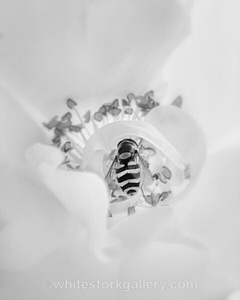  - Slow Photography