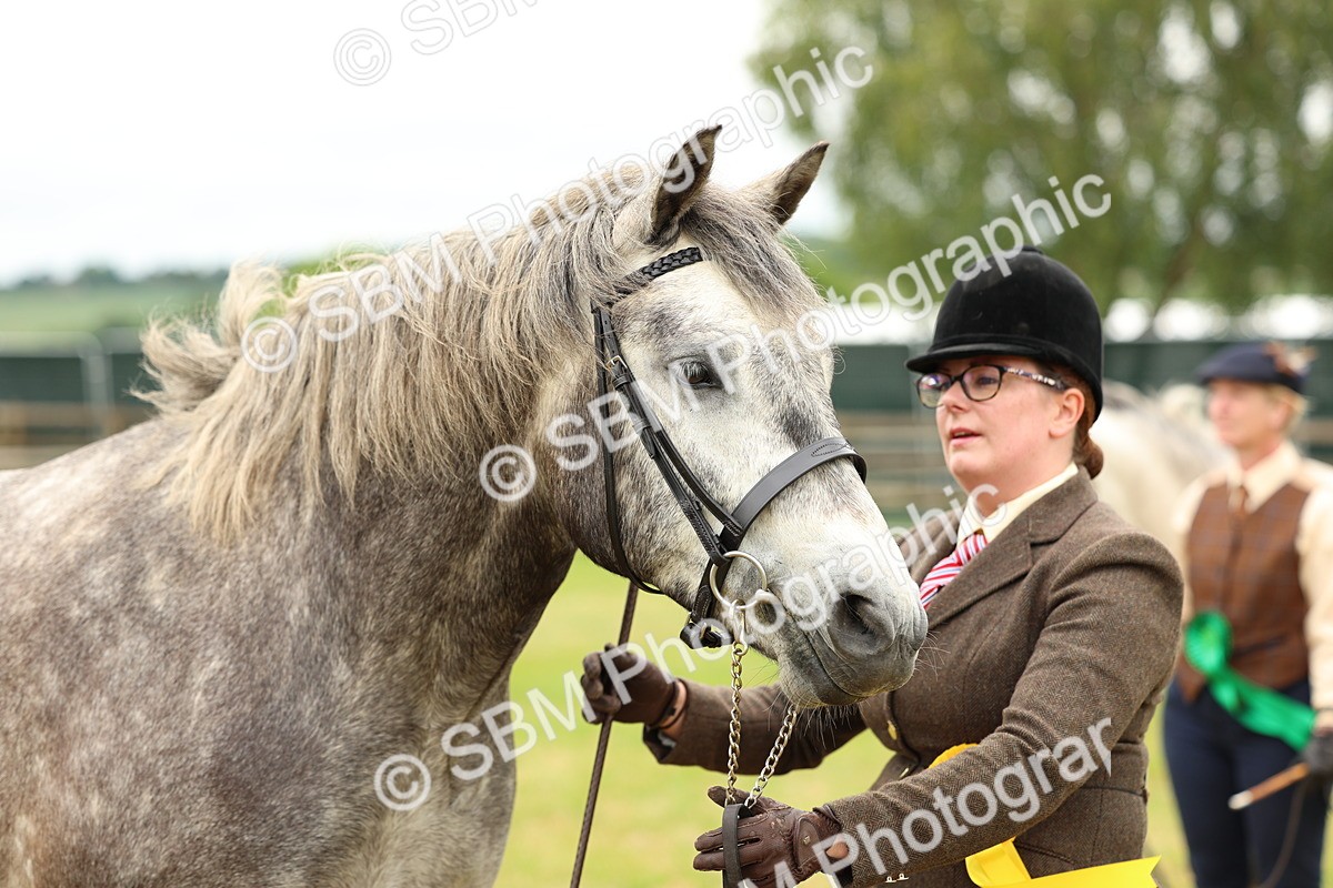 SBM_04102 - Class 64-67 - Shetland Pony In Hand
