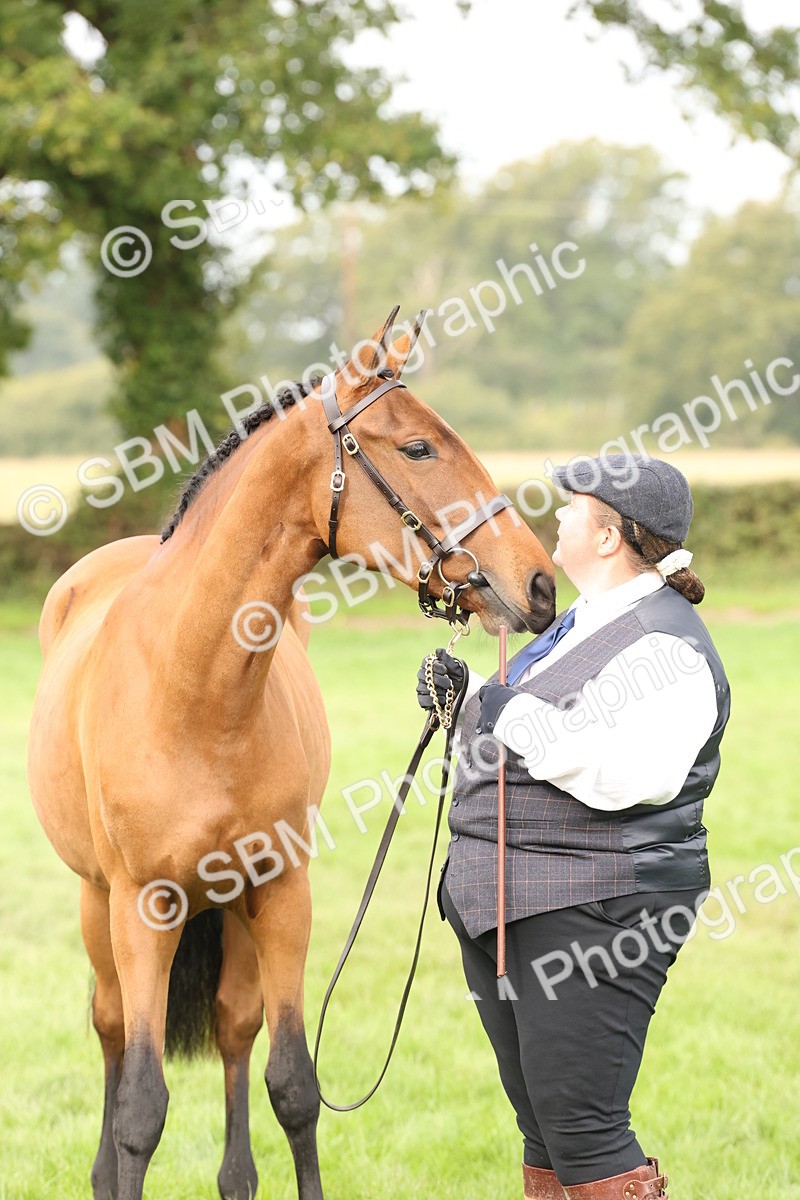 SBM_56273 - S55 - Other Coloured Horse In Hand