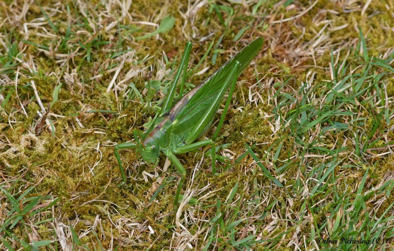 Great Green Bush Cricket - Macro