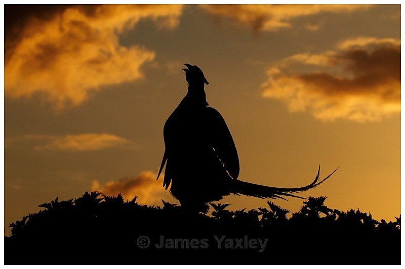 Territorial Crowing - Best of British Wildlife