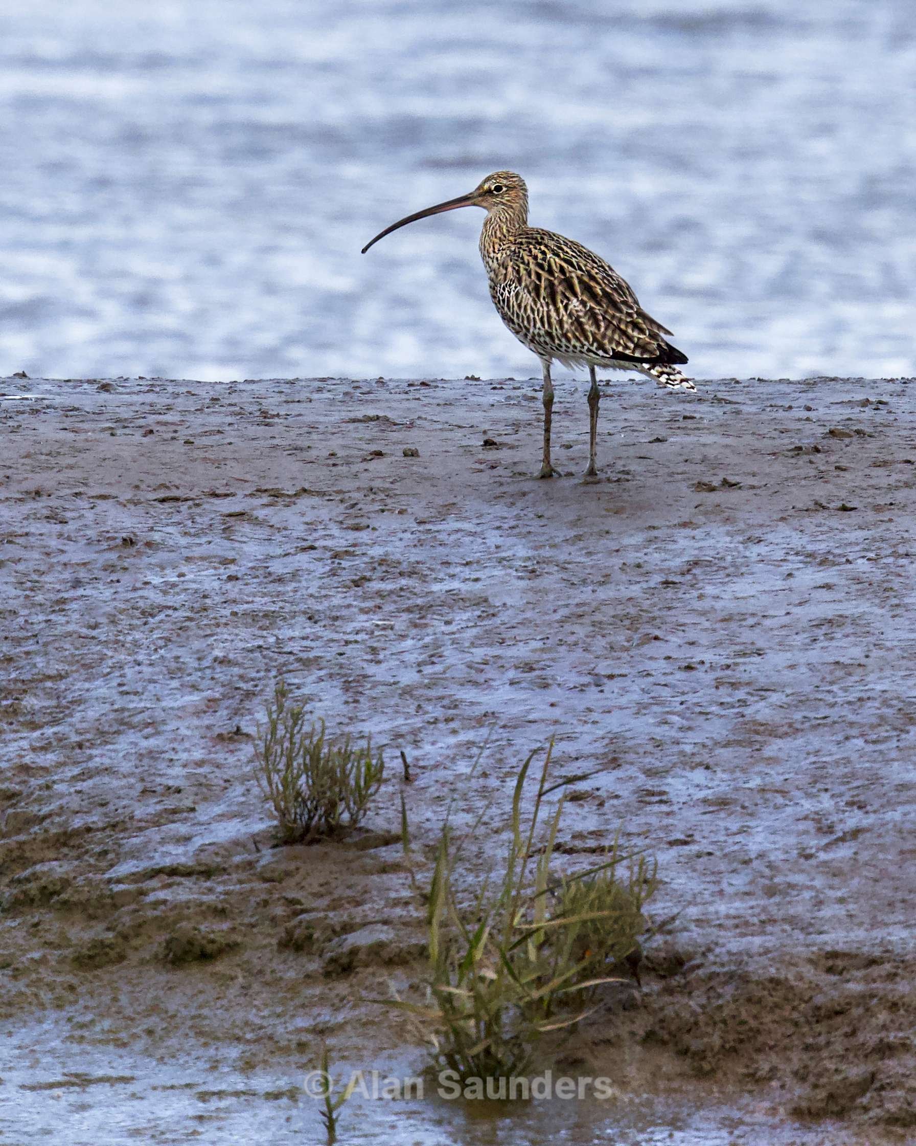 Eurasian Curlew 6