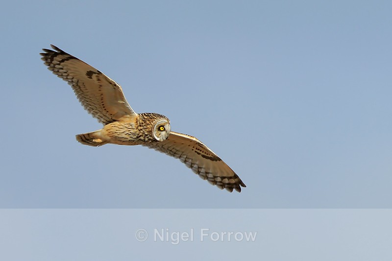Short-eared Owl fly-past, Hawling, Gloucestershire - Short-eared Owl