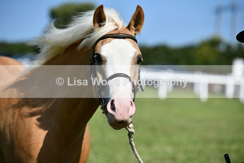 DSC_6468 - Class 53: NPS M&M 4 years and over Small Breeds