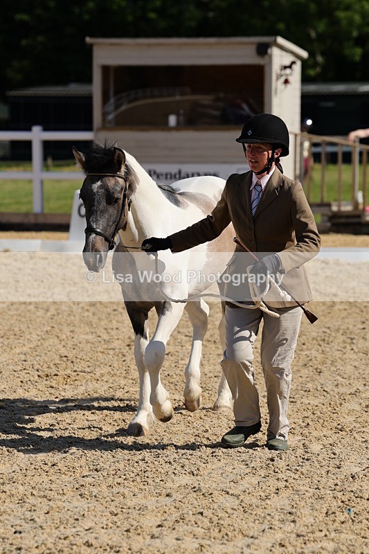 1X9A0674 - Class 3: Youngstock 1, 2, 3 year old not to exceed 153cm