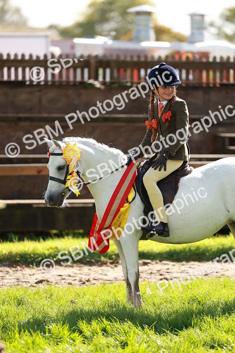 SBM_42221 - S32 - Mountain & Moorland Working Hunter Pony