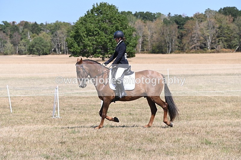 WJ6_8807 - Class 38 Ridden Riding Horse/Pony