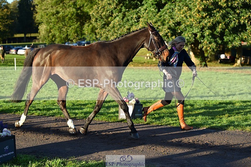 231022-085912-21487 - 603-KILBUNNY.BLUE.BIRD-Claire.Deuten-TrotUp+SJ