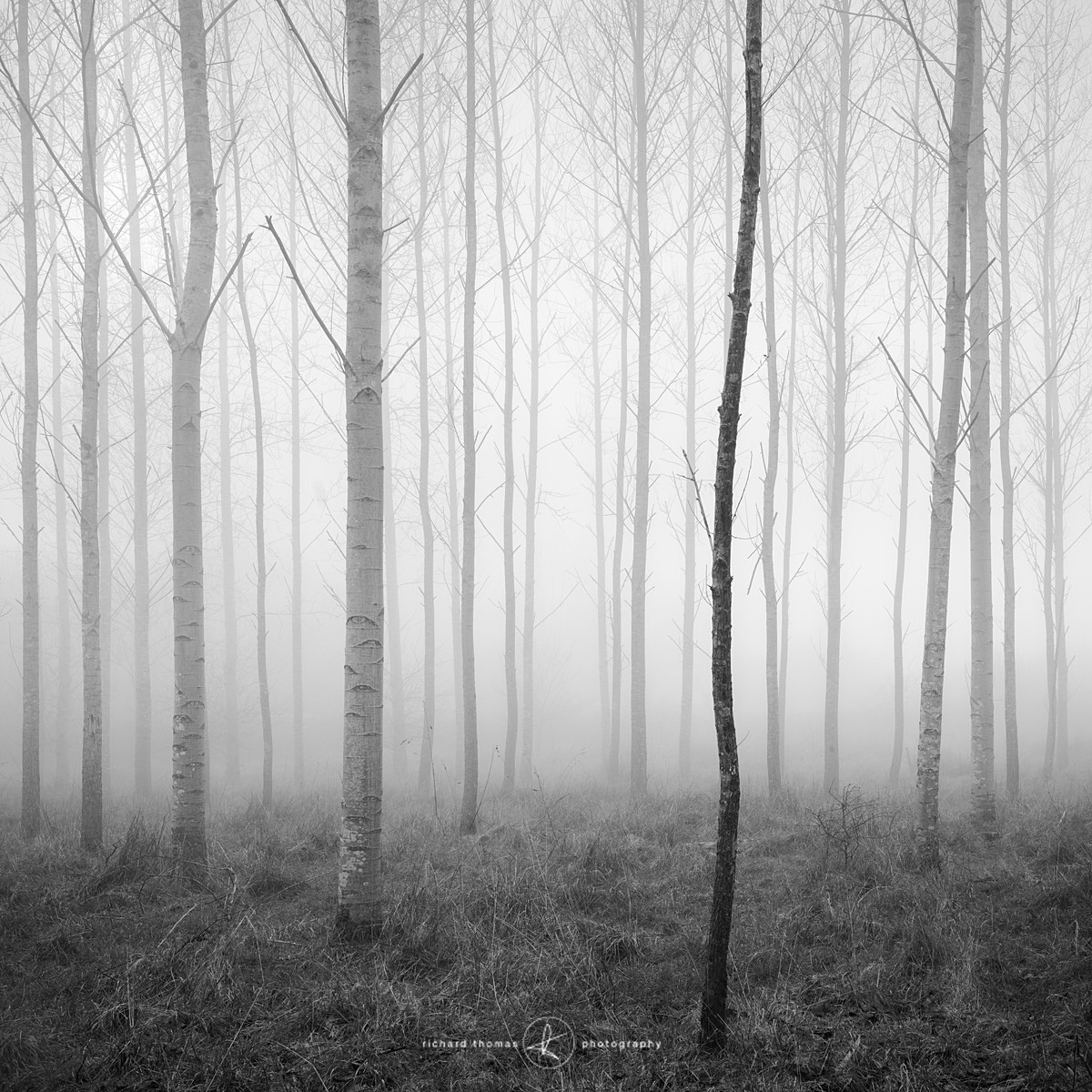 Sinuous start - Order