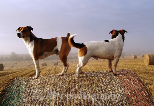 Bale Watch - Dogs'n'Cats