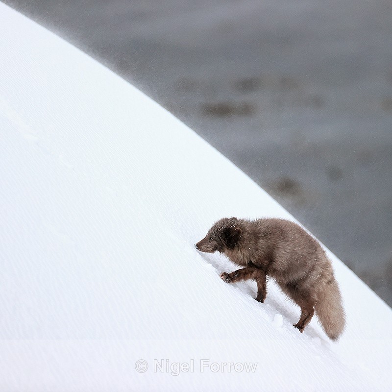 Arctic Fox climbs snowy slope, Hornstrandir, Iceland - Arctic Fox