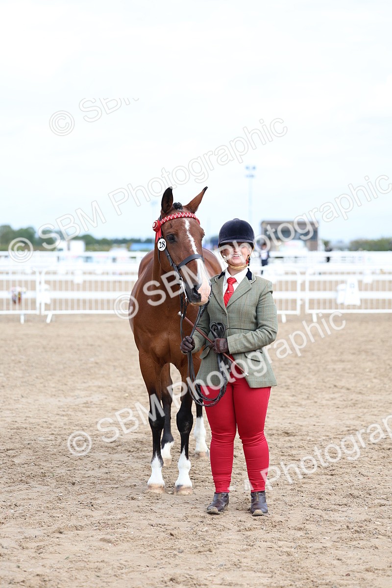 SBM_01841 - Class 18 - Handsomest Gelding - IH or Ridden