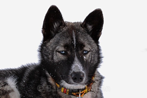Husky 2732 - Winter in the daylight