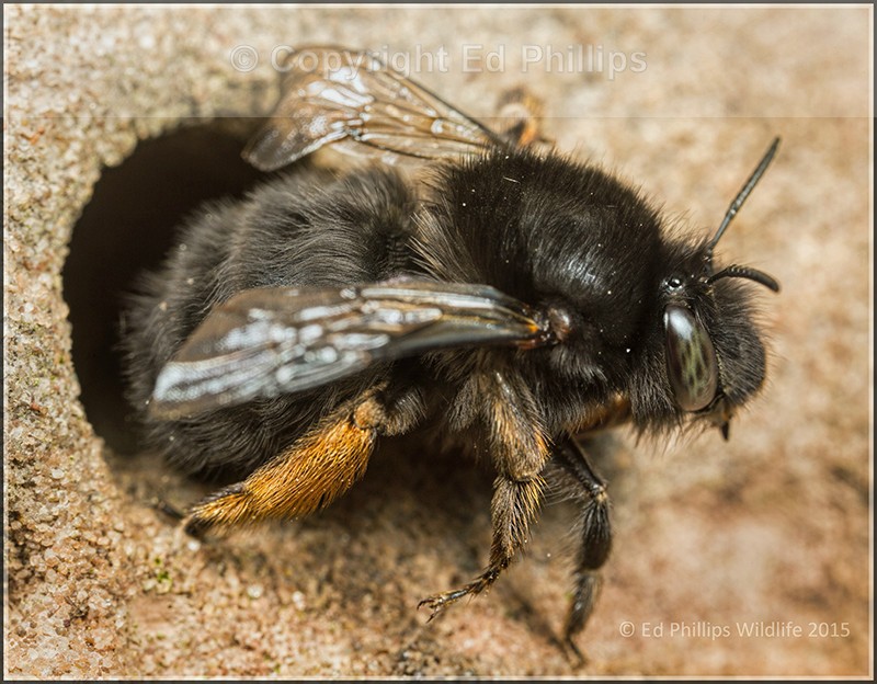 Anthophora  plumipes (f)