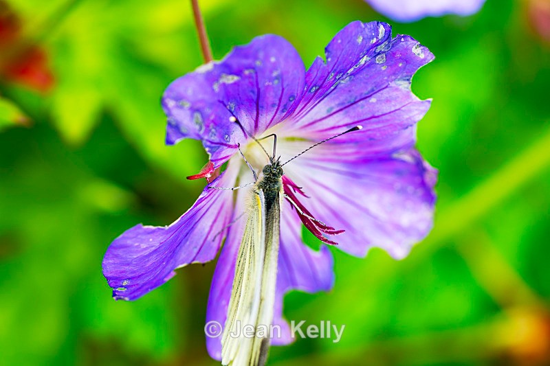 Green Veined White Butterfly on Geranium - DSC_9182 - Insects