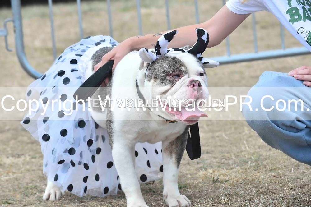 SH4_0291 - Dog show.
