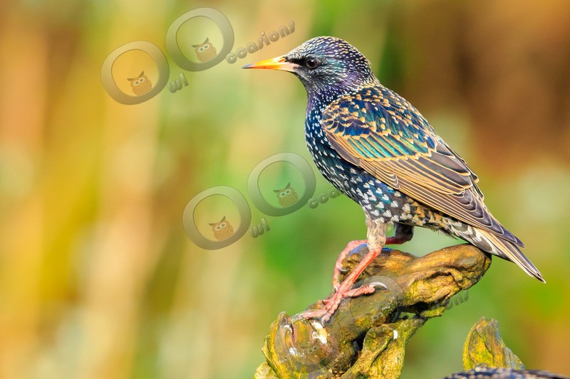 Starling Sturnus vulgaris-4238 - UK birds