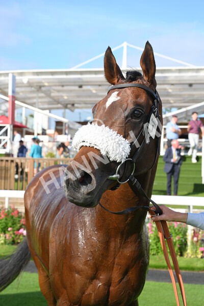 yr23072021r1-45 - Race 1 6.00pm John Wright Electrical Silk Series Lady Riders Handicap