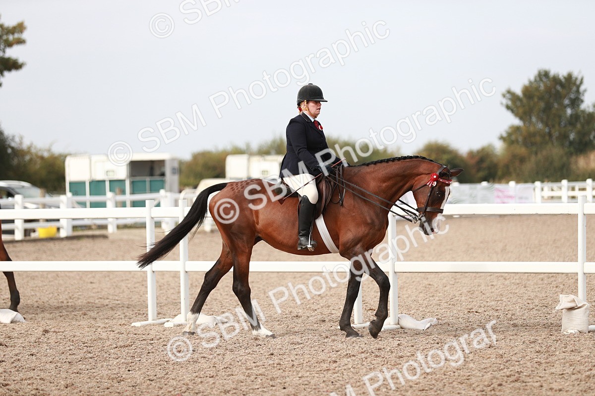 SBM_17430 - Class 215 Ridden Hack/ Riding Horse