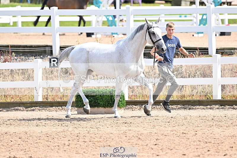 240717A-155108-03107 - Trot Up 3pm to 4pm
