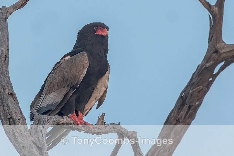 Bataleur (m) - Botswana ~ Birds
