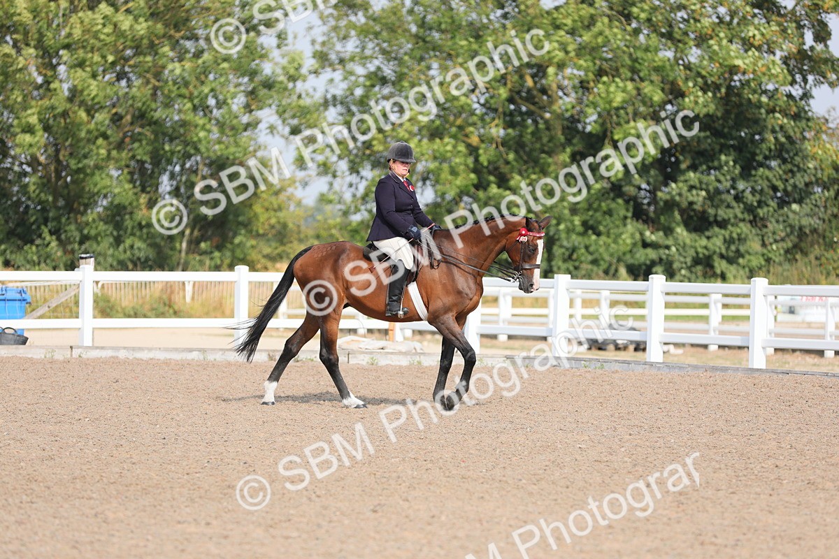 SBM_11325 - Class 305 Ridden Foreign Breeds- Pure Bred