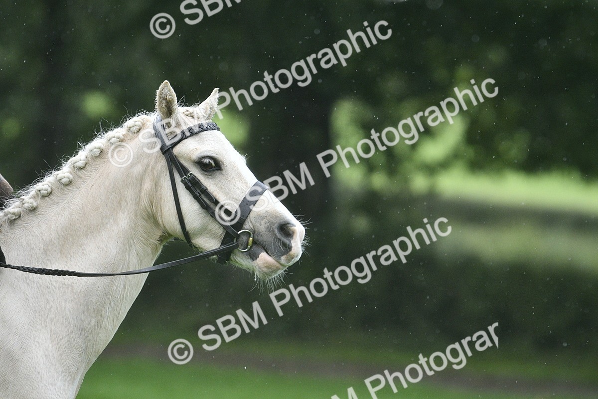 SBM_37152 - S31 - Novice & Newcomer Working Hunter Pony