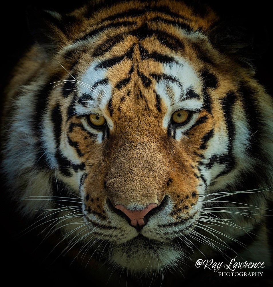 Amur Tiger -RLP_9406 - Vulnerable and Beyond