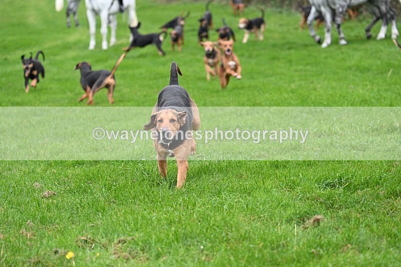 WJ7_8793 - Meet Staff & Hounds