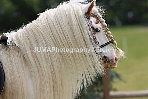 IMG_2720 - Working Hunter