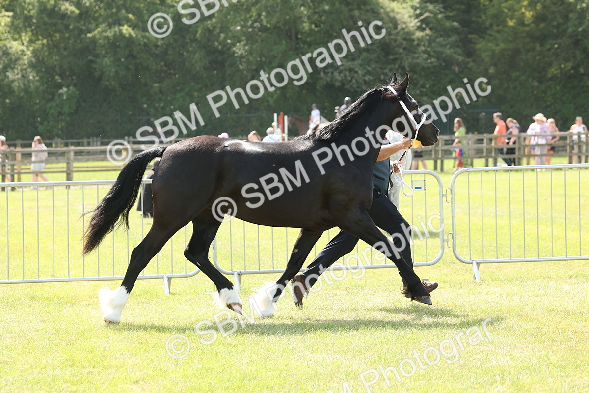 SBM_02375 - Class 6-13 - Mountatin and Moorland In Hand Welsh Breeds