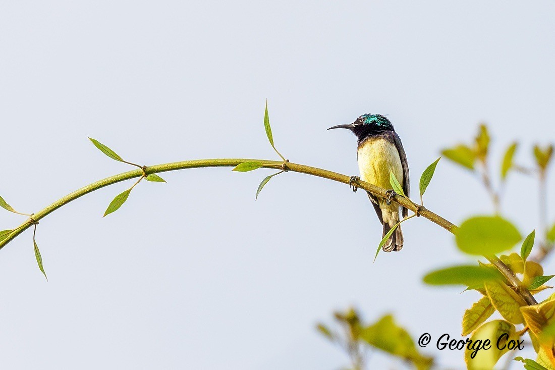 Variable Sunbird - Gambia 2025
