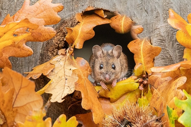  - Home Page Images