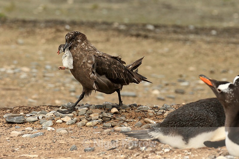 Brown Skua with Gentoo Penguin chick, Sea Lion Island - Falkland (Brown) Skua