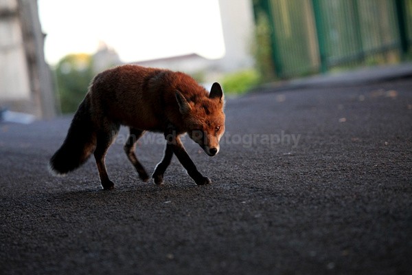 Urban fox on the prowl in Urban environment in Bristol - 0012 - Urban Foxes, Bristol, Great Britain