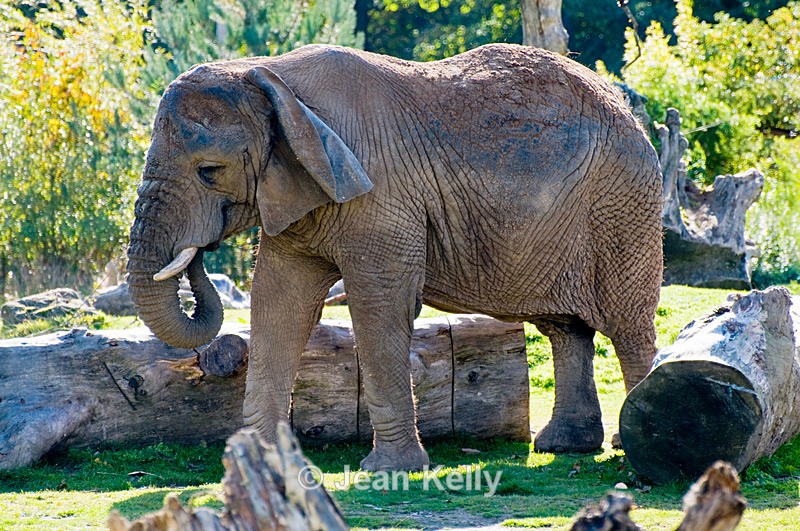 Elephant - 7139 - Elephant