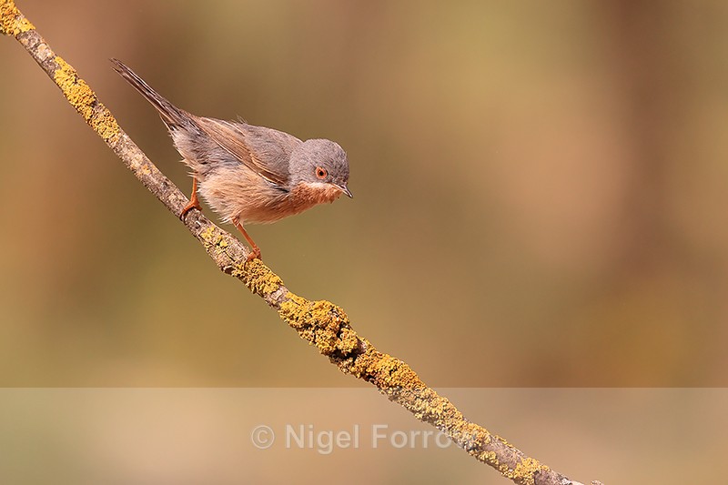 Western Subalpine Warbler, Claret, Spain - Western Subalpine Warbler
