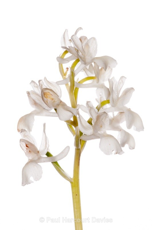  - WB: Orchids - Orchis
