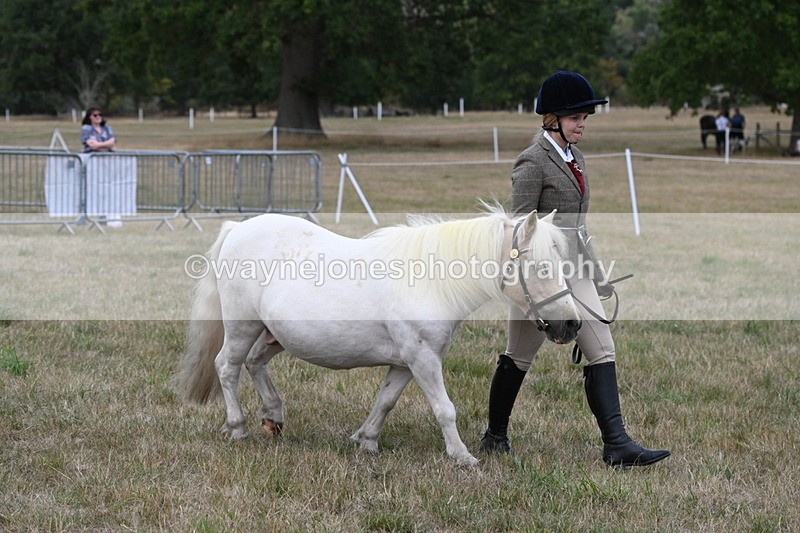 WJ6_6123 - Class 19 In-hand Veterans (Uploaded correct folder)